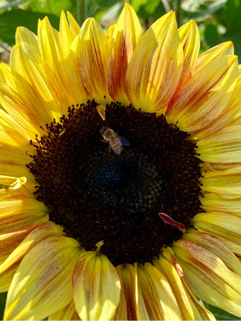 💕Your purchases comes from a Smoke free (hypoallergenic dog) pet friendly home